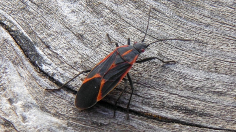 2024-09-19 17.51.50 Boxelder Bug (Boisea trivittata) AKA Maple Bug, Box Bug
